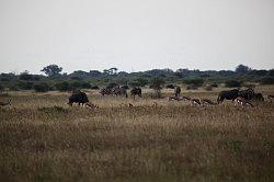 Madikwe - safari; uitgestrekte vlakte met wild