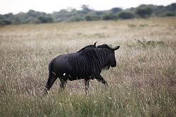 MadiMadikwe - safari; Gnoe of Wildebeest