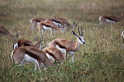 Madikwe - safari; impala