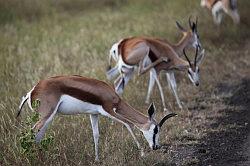 Madikwe - safari; impala