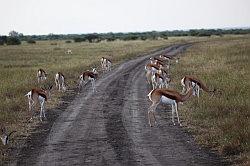 Madikwe - safari; impala