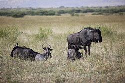 Madikwe - safari; Gnoes