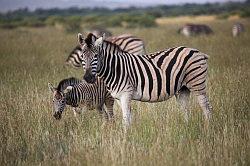 Madikwe - safari; zebra's