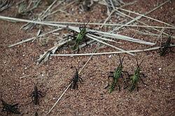 Madikwe - safari; sprinkhanen - mogelijk een toekomstige plaag