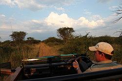 Madikwe - safari