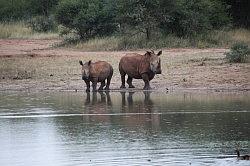 Madikwe - safari; neushoorns in het avondlicht