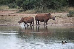 Madikwe - safari; neushoorns in het avondlicht