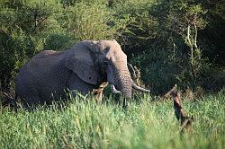 Madikwe - safari; een gigantische olifant