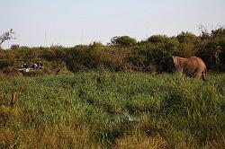 Madikwe - safari; een gigantische olifant