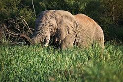 Madikwe - safari; een gigantische olifant