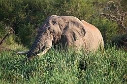 Madikwe - safari; een gigantische olifant