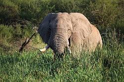 Madikwe - safari; een gigantische olifant