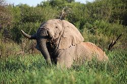 Madikwe - safari; een gigantische olifant