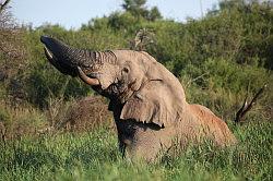 Madikwe - safari; een gigantische olifant