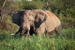 Madikwe - safari; een gigantische olifant