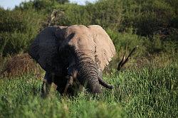 Madikwe - safari; een gigantische olifant