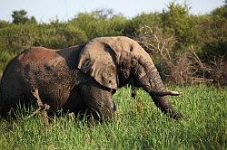 Madikwe - safari; een gigantische olifant