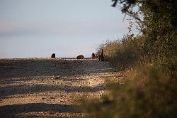 Madikwe - safari