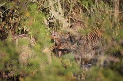 Madikwe - safari