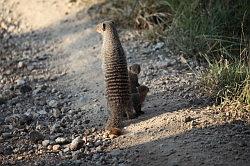 Madikwe - safari