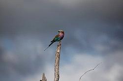 Madikwe - safari