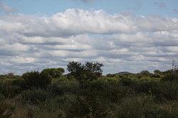 Madikwe - safari