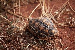 Madikwe - safari; schildpad