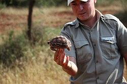 Madikwe - safari; Ranger Stuart met een schildpad