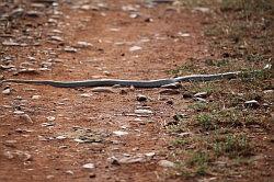 Madikwe - safari; de Black Mamba - een van de giftigste slangen ter wereld