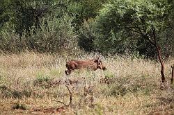 Madikwe - safari; wrattenzwijn