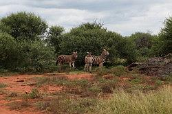 Madikwe - vertrek; onderweg nog wat zebra's