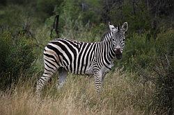 Madikwe - vertrek; onderweg nog wat zebra's