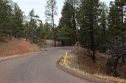 Gila Forest