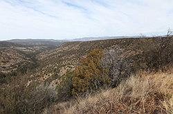 Gila Forest