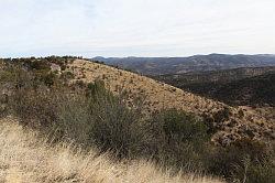 Gila Forest