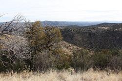 Gila Forest