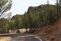 Gila Forest