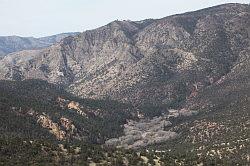 Gila Forest