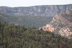 Gila Forest