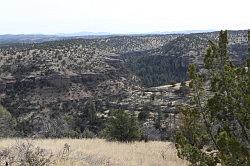 Gila Forest