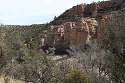 Gila Forest