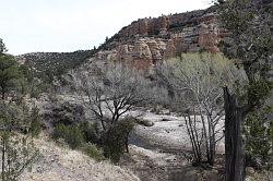 Gila Forest