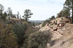 Gila Forest