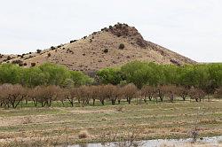 Gila Forest
