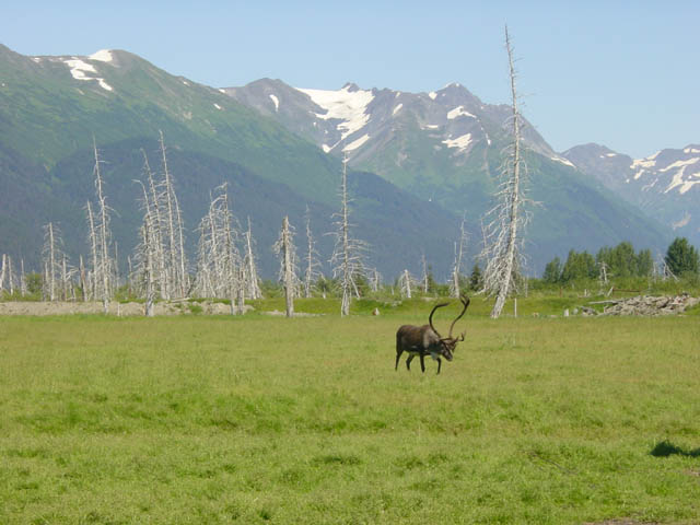 landschap Alaska