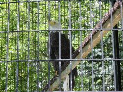 Alaska Zoo - Bald eagle (adelaar)