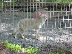 Alaska Zoo - zilver vos