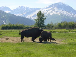 Big Game Alaska - buffels