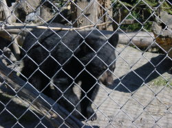 Big Game Alaska - jonge zwarte beer; de moeder was aangereden door een trein