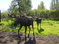 Big Game Alaska - elanden of Moose
